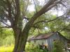 3441 S Live Oak Dr photo